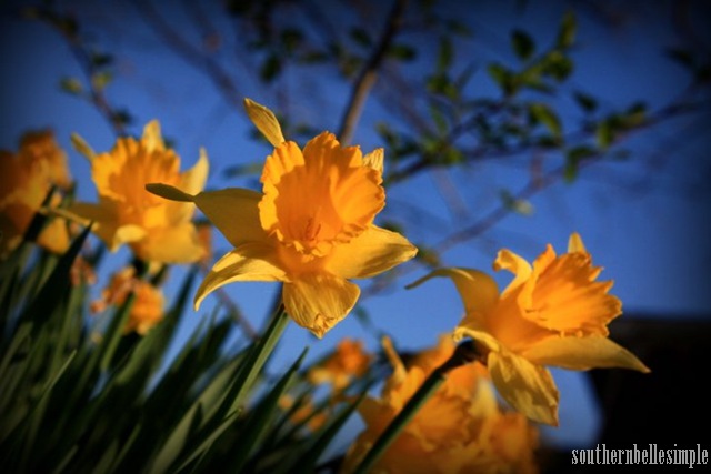 [daffodils 2 - ayla[10].jpg]