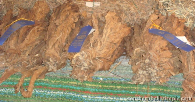 [DSC0111115.jpg]