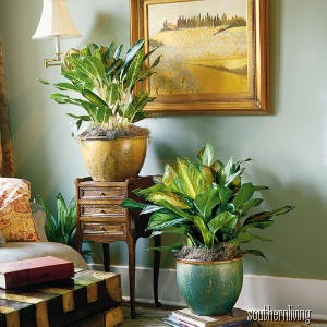 [deborah-silver-bay-evergreen-houseplants-m[22].jpg]