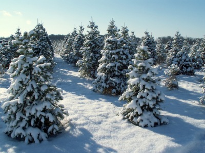 [christmas-tree-farm[5].jpg]