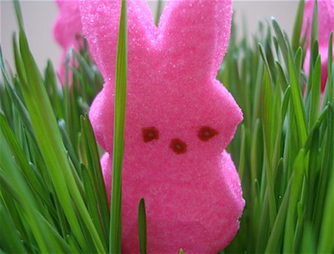 peeps-in-the-grass
