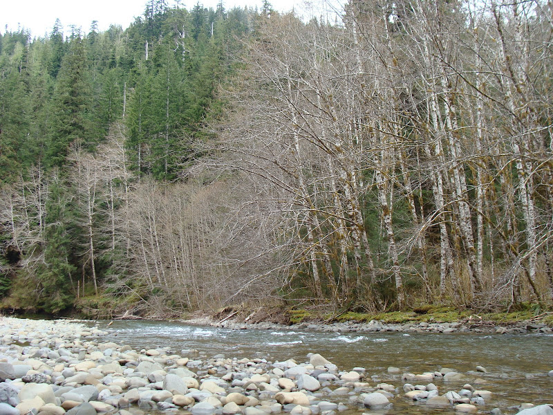 The Calawah River