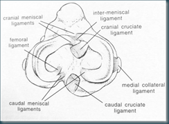 anatomia-ginocchio anatomia-ginocchio