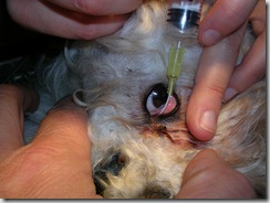 TGVET: Lavaggio naso-lacrimale nel cane