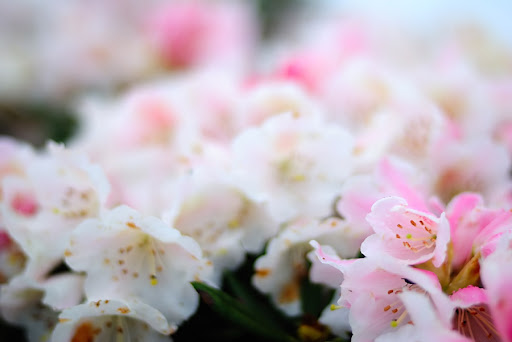 http://lh4.ggpht.com/_HPLJ8aneQSM/S-6K3tY__1I/AAAAAAAAV_A/zVQiRyKnJkE/DSC_2261.jpg