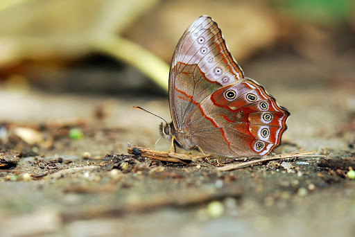 http://lh4.ggpht.com/_HPLJ8aneQSM/S-_o37TRsWI/AAAAAAAAWBE/nhYBCP9TRUA/DSC_2345.jpg