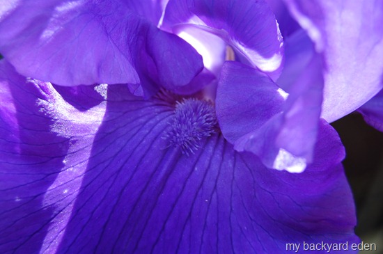 Iris
