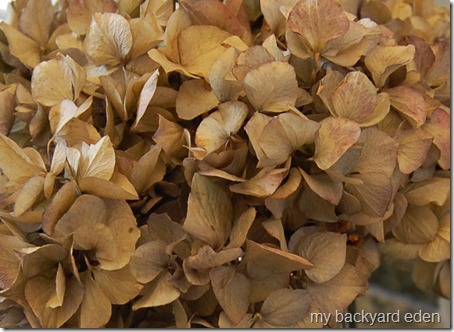hydrangea blooms