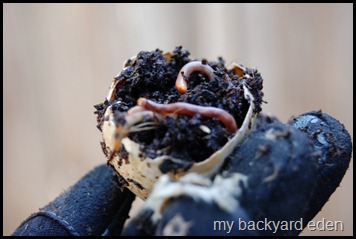 Worms in My Compost Worms in My Compost
