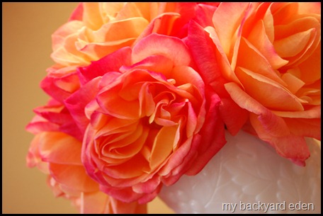 Joseph's Coat Roses