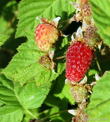 Raspberries