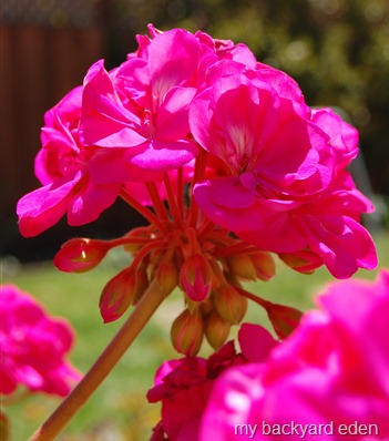 Birthday Geraniums