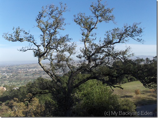 Top of the Hill
