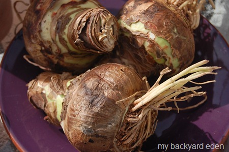 Amaryllis bulbs ready to plant