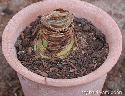 planting amaryllis