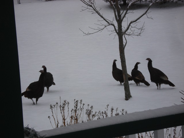 [turkeys 2013[3].jpg]
