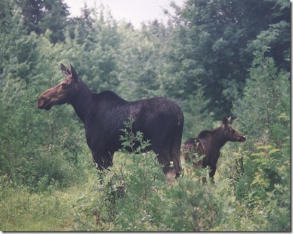 moose2