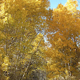 I really liked this aspen grove.