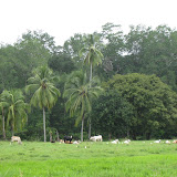 Panama 086.JPG