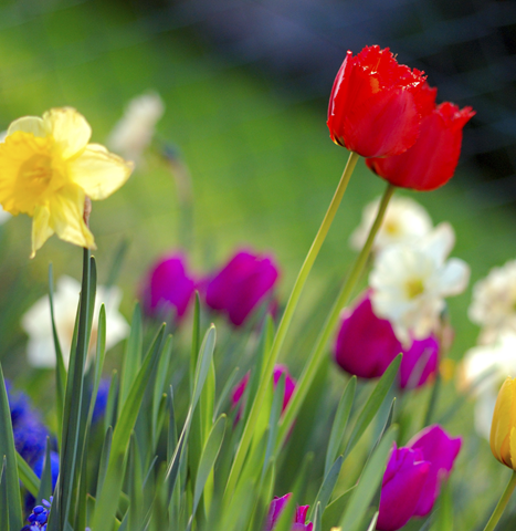 [spring[9].png]