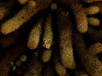 Palmiarnia11.jpg
