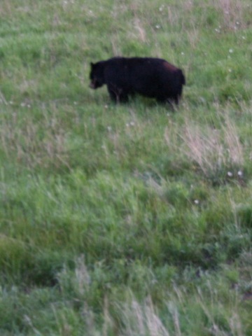 [yellowstone 429[2].jpg]