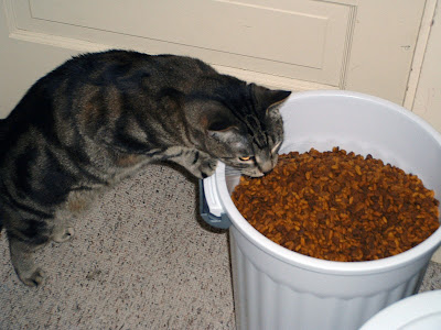 What cats dream about.