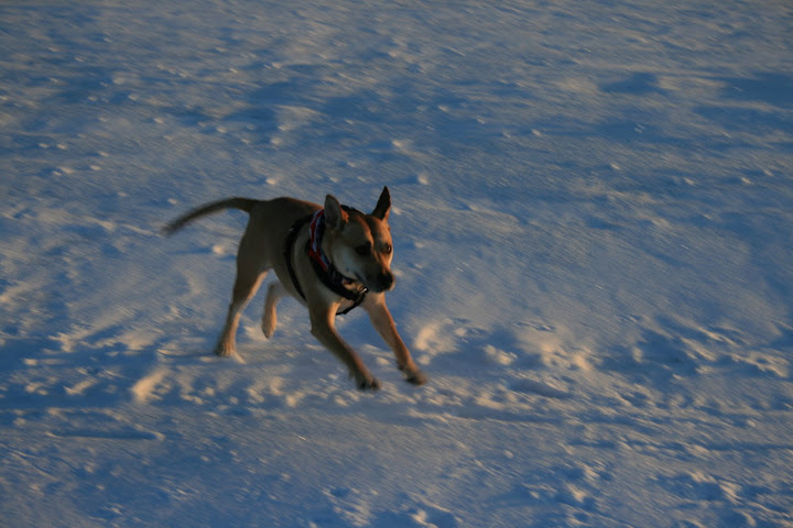 Stella enjoying the snow...