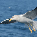 Lesser Black-backed Gull