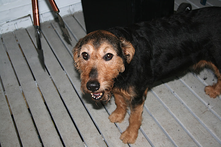 Dog Oscar