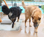  dogs