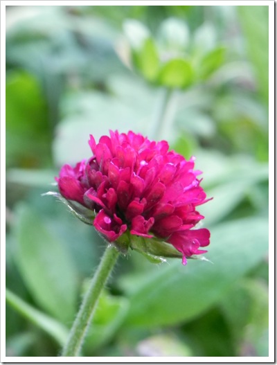 Scabious