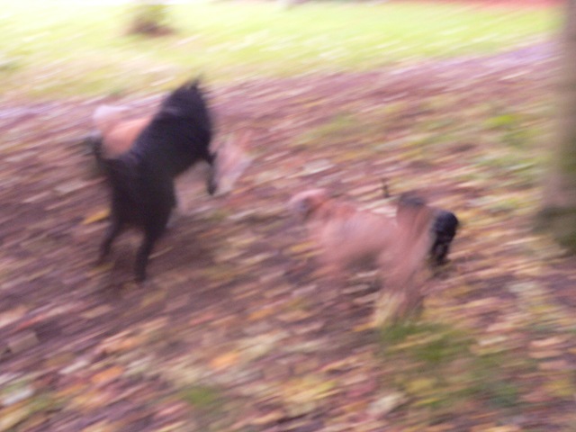[Dogs at play[3].jpg]