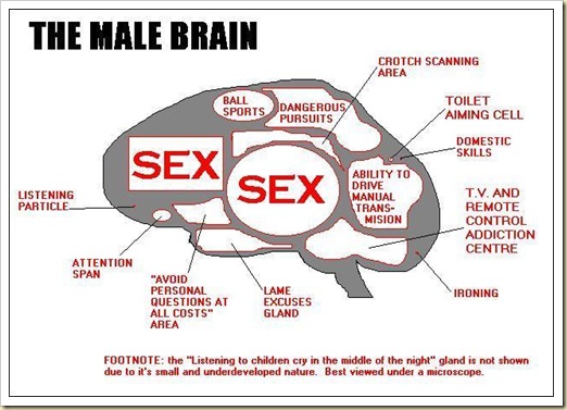 male brain