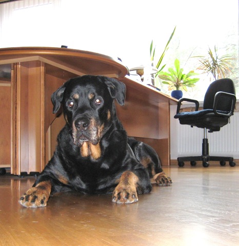 [dogs2_25[4].jpg]