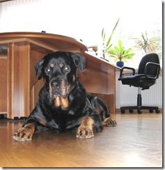 dogs2_25