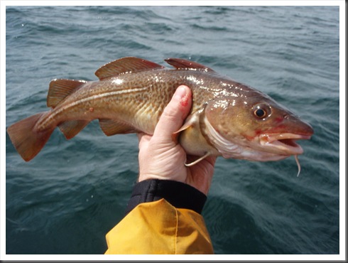 Codling