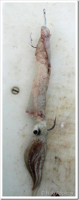 Squid pennel rig        