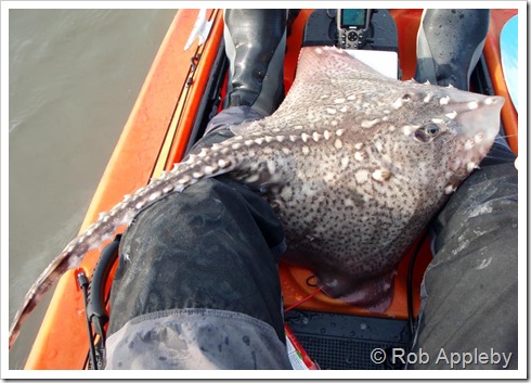 Thornback Ray     