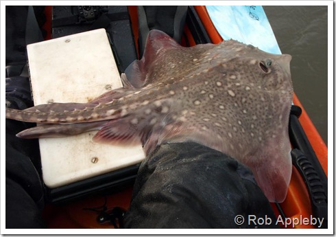 Thornback Ray        