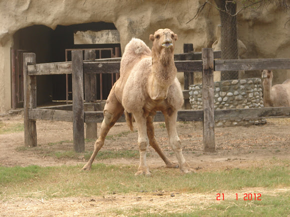 Spotting Image 1