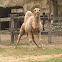 dromedary camel / dromedario