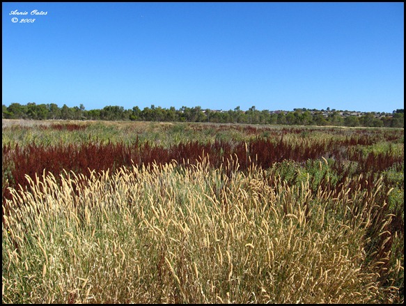 Variety of Wetlands grasses