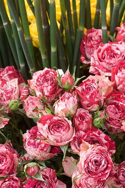 flores-manchadas flores-manchadas