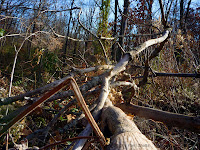 Some Limbs