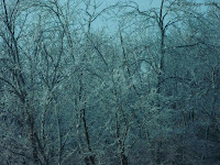 Forest of Ice