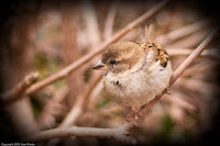 Wren: This little bird was quite happily doing its thing as I snapped up its picture. I'm sure it was wondering what I was doing pointing this big black thing at it (the camera), but since I've not telepathy, I can't say for sure one way or the other. He is a cutie, though, isn't he? (1/200 sec @ f/1.8; 50mm) Copyright 2009, Kerri Shotts