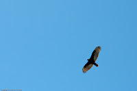 Soaring High: I'm not sure what bird this is - hawk or eagle, but he sure is a beauty. (1/3200 sec @ f/2.2; 50mm)