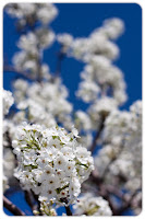 Tree of White VII: (1/4000 sec @ f/2.8; 50mm)