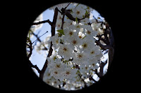 Tree of White II: (1/200 sec @ f/13; 50mm)